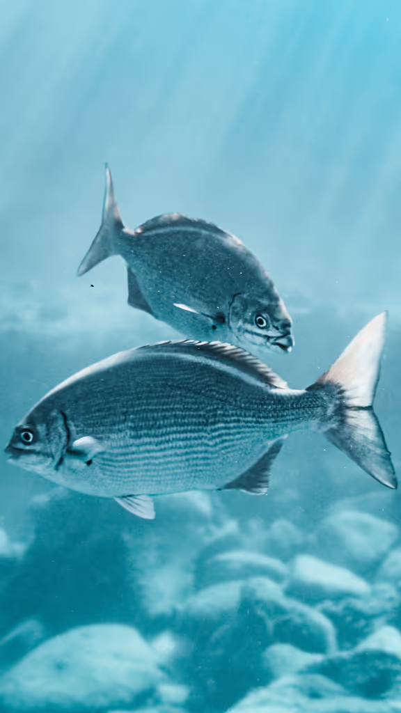 Honolulu Private Tour - Variety of fish love Waikiki