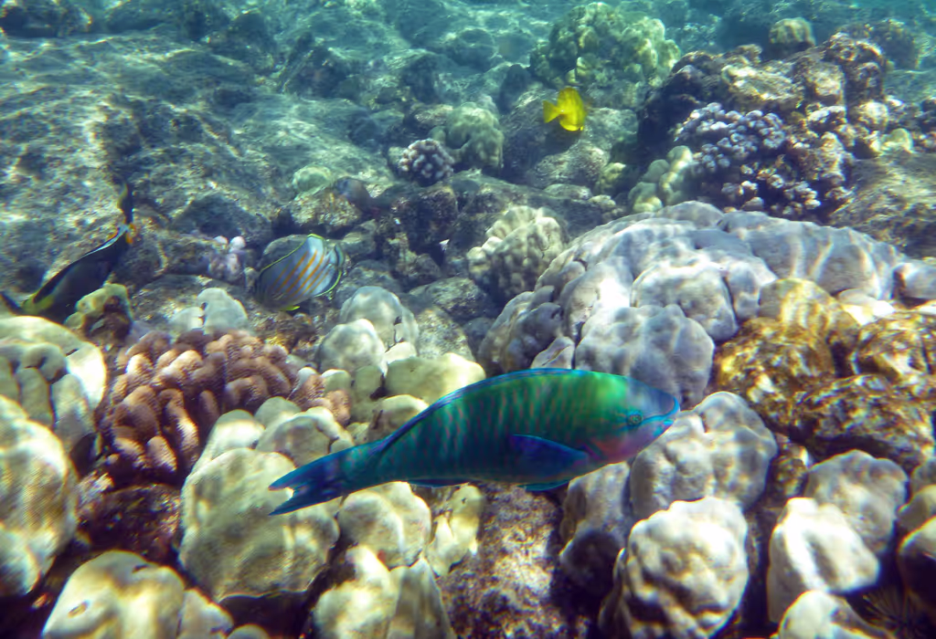 Honolulu Private Tour - Highly accessible coral and sea life