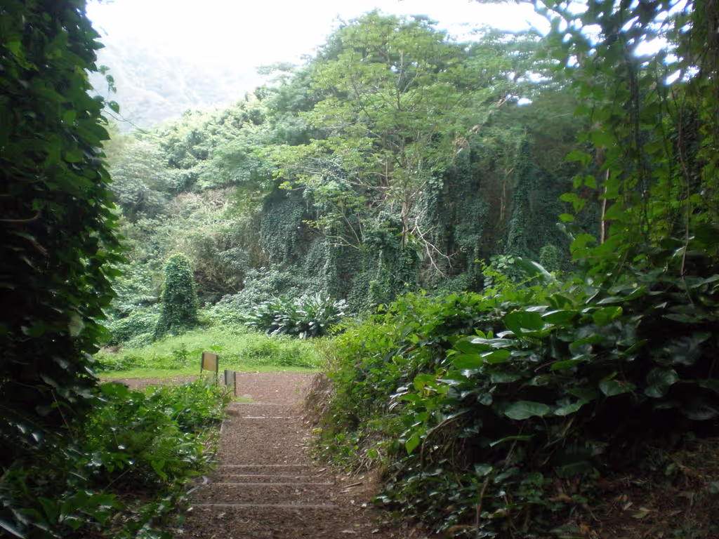 Honolulu Private Tour - Lush Hawaiian greenery on Manoa falls trail