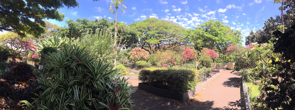 Honolulu Private Tour - One of many beautiful gardens.