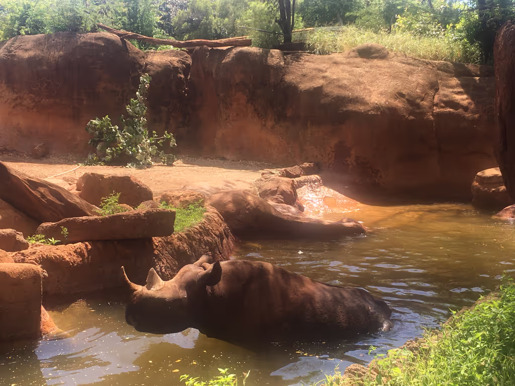 Honolulu Private Tour - Rhino bath in the shade