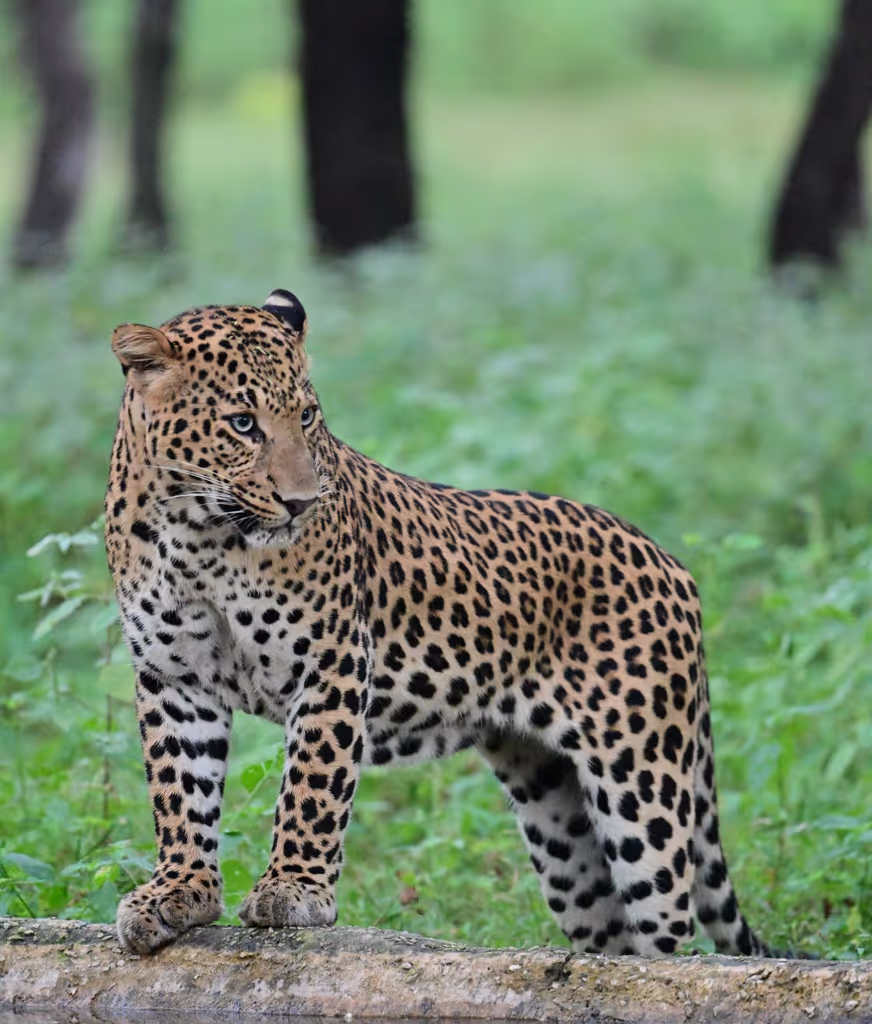 Jaipur Private Tour - Bahadur is posing
