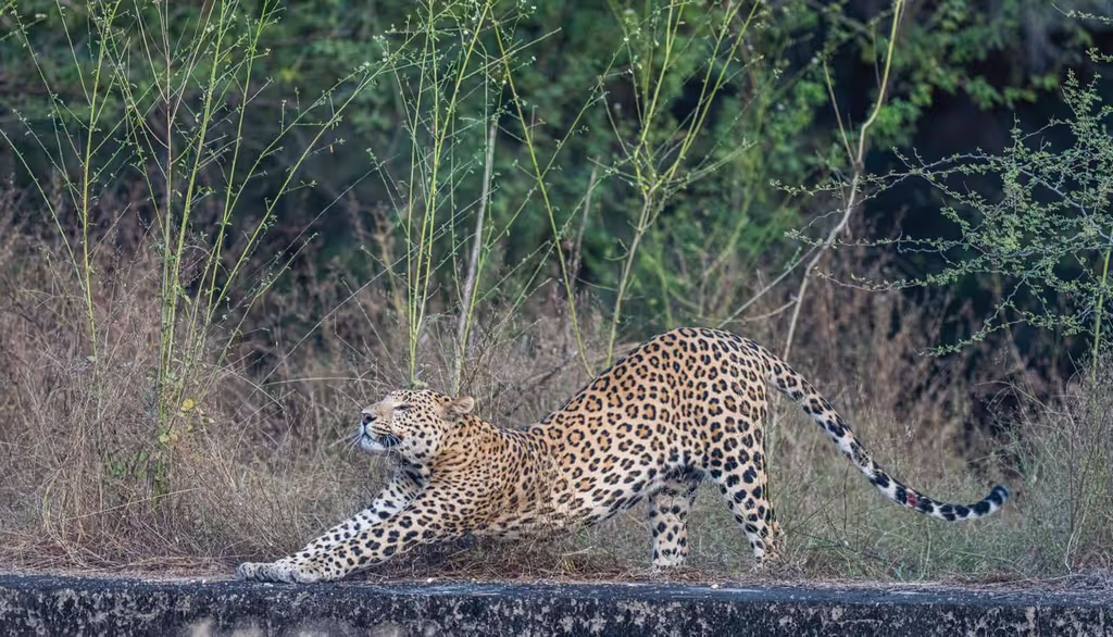 Jaipur Private Tour - null