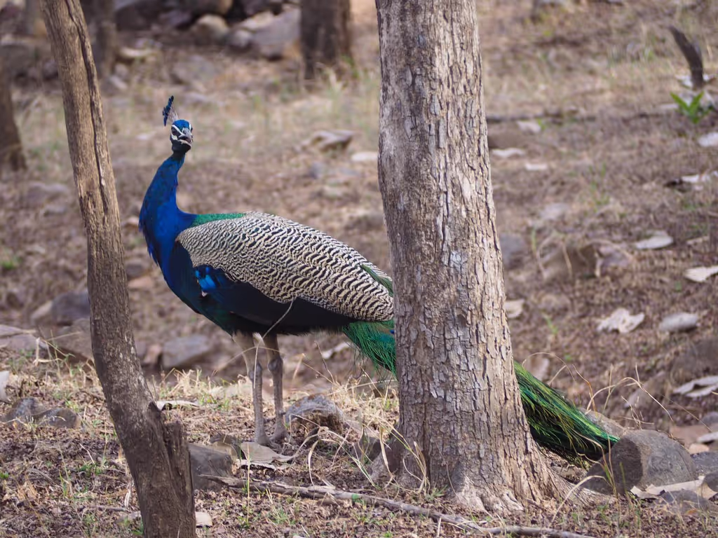 Jaipur Private Tour - null