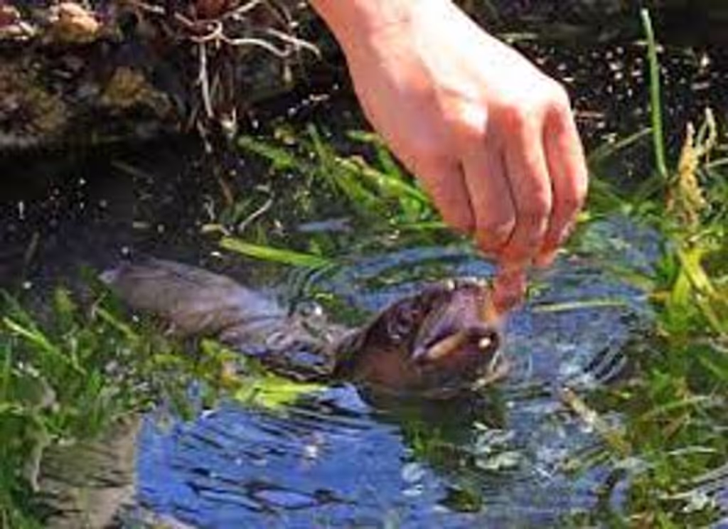 Western Cape Private Tour - Hand feed Eels
