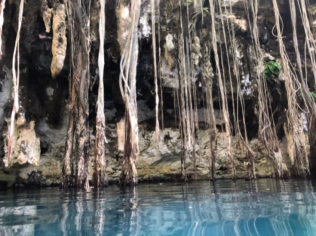 Cancun Private Tour - Roots growing into the water at the cenote