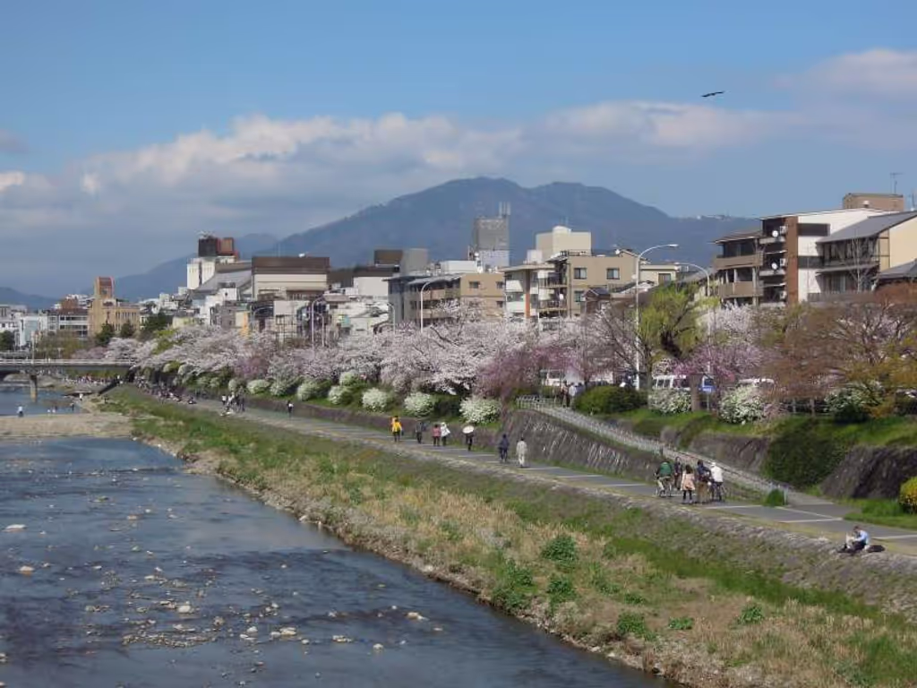 Kyoto Private Tour - Cherry Blossom along the Kamo River