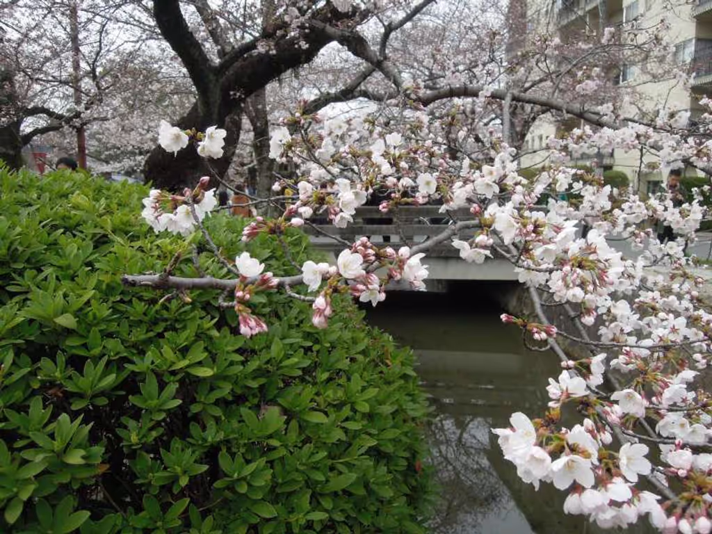 Kyoto Private Tour - Near Ginkaku-ji Temple