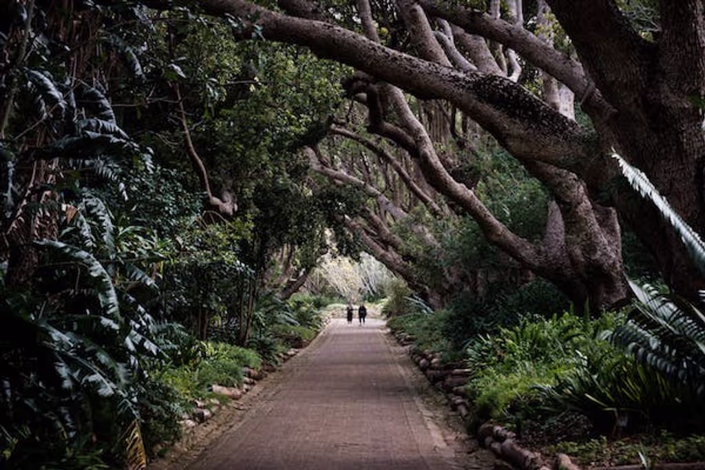 Western Cape Private Tour - Walkway in Kirstenbosch