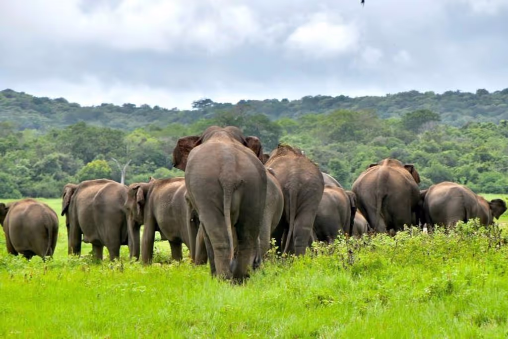 Kandy Private Tour - null