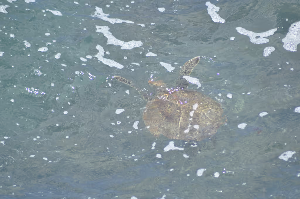 Boa Vista Private Tour - Green Turtle in their natural habitat.