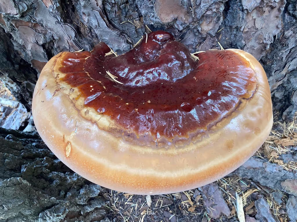 Halifax Private Tour - Reishi