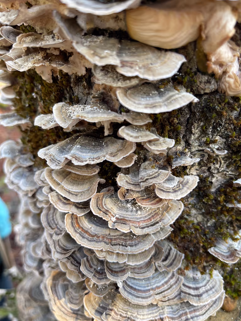 Halifax Private Tour - Turkey Tail