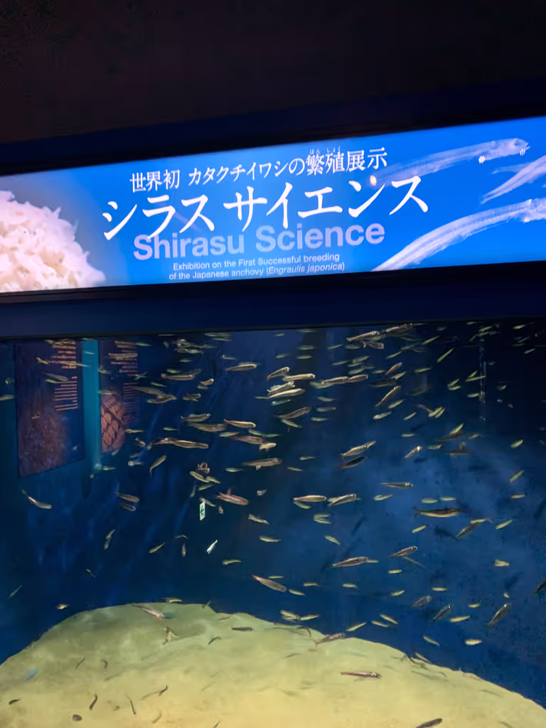 Kamakura Private Tour - New Enoshima Aquarium