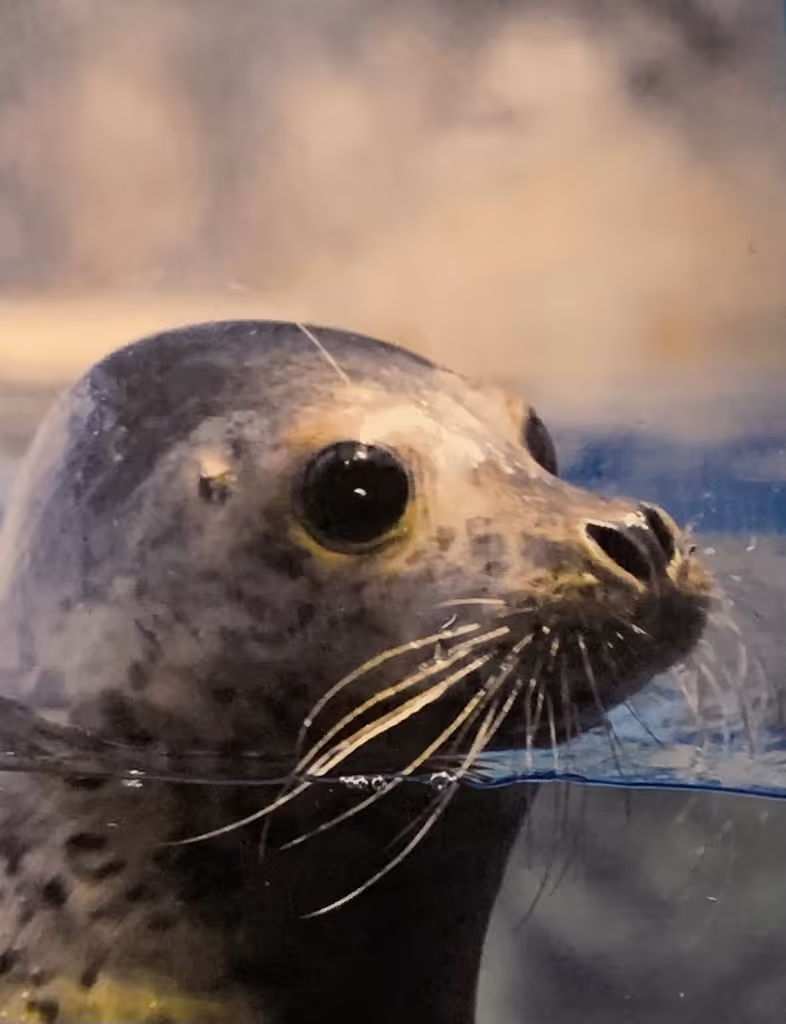 Kamakura Private Tour - New Enoshima Aquarium