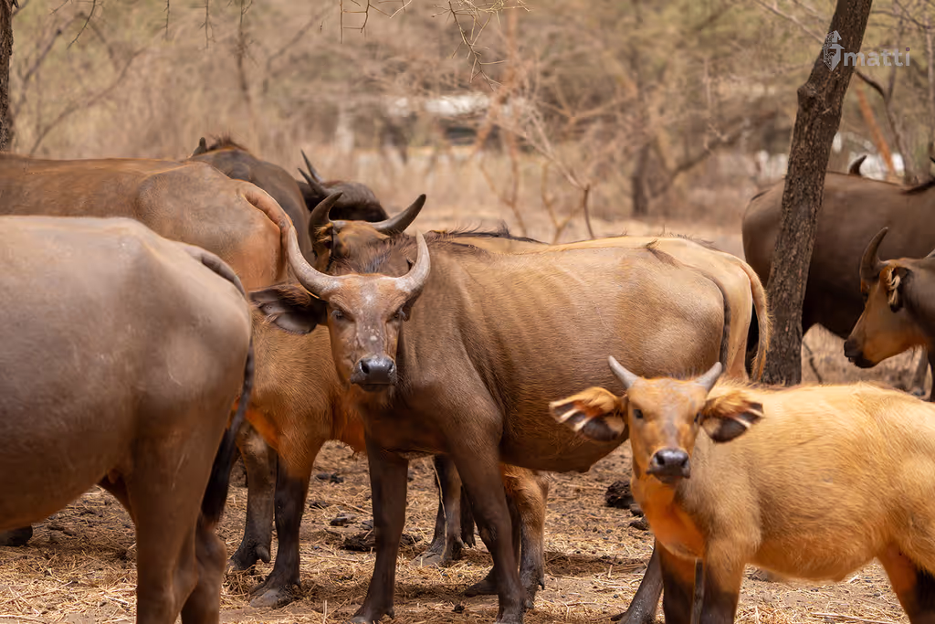 Dakar Private Tour - 