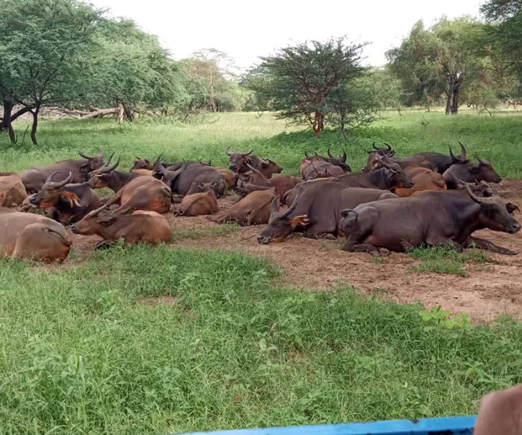 Dakar Private Tour - Buffalo in Bandia Animals Reserve