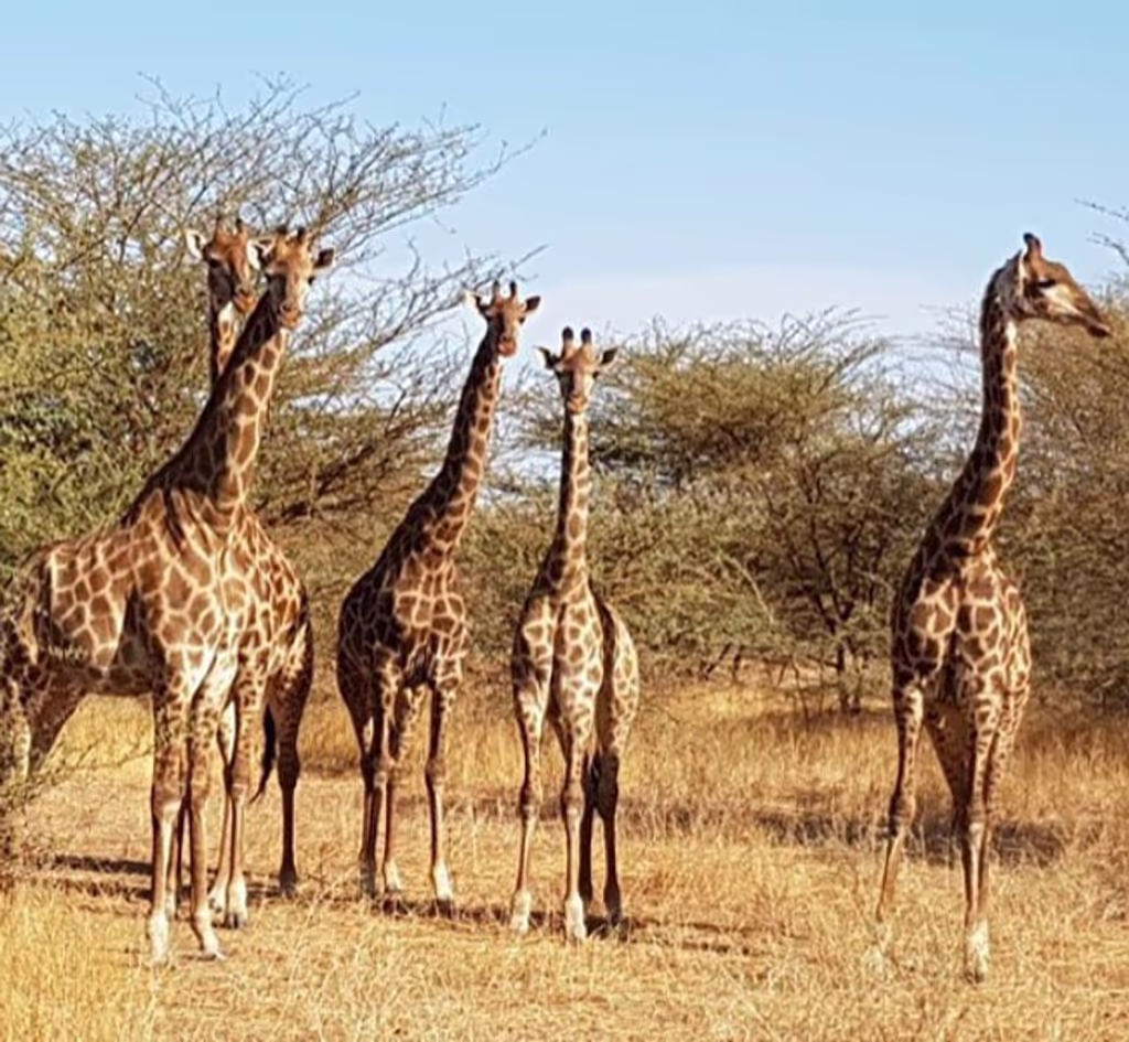Dakar Private Tour - Giraffe in Bandia Animals Reserve