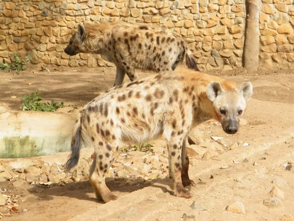 Dakar Private Tour - Hyenas
