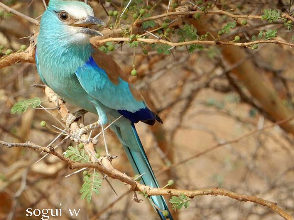 Dakar Private Tour - Abyssinian Roller