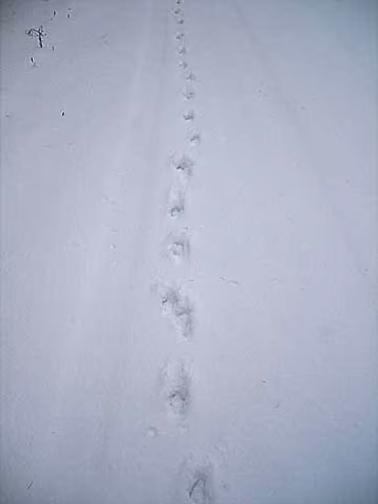 Hokkaido Private Tour - Fox foot prints