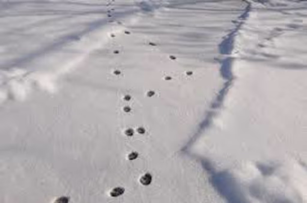 Hokkaido Private Tour - Snowshoe walking looking for wildlife foot prints