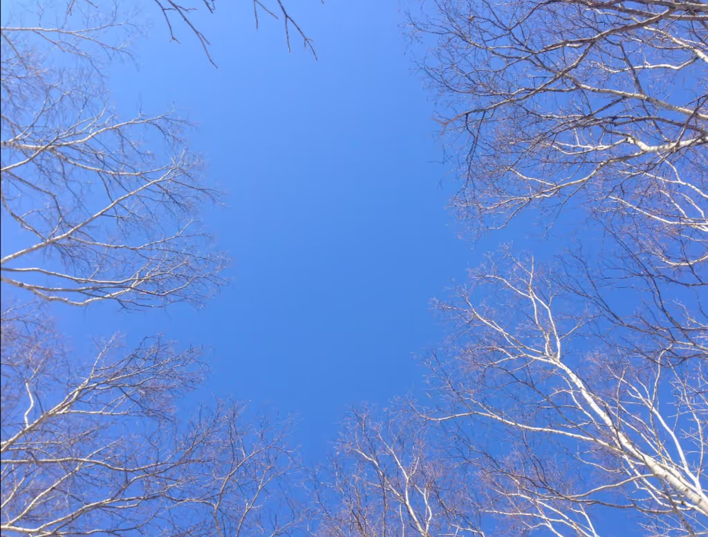 Hokkaido Private Tour - Beautiful White Birch