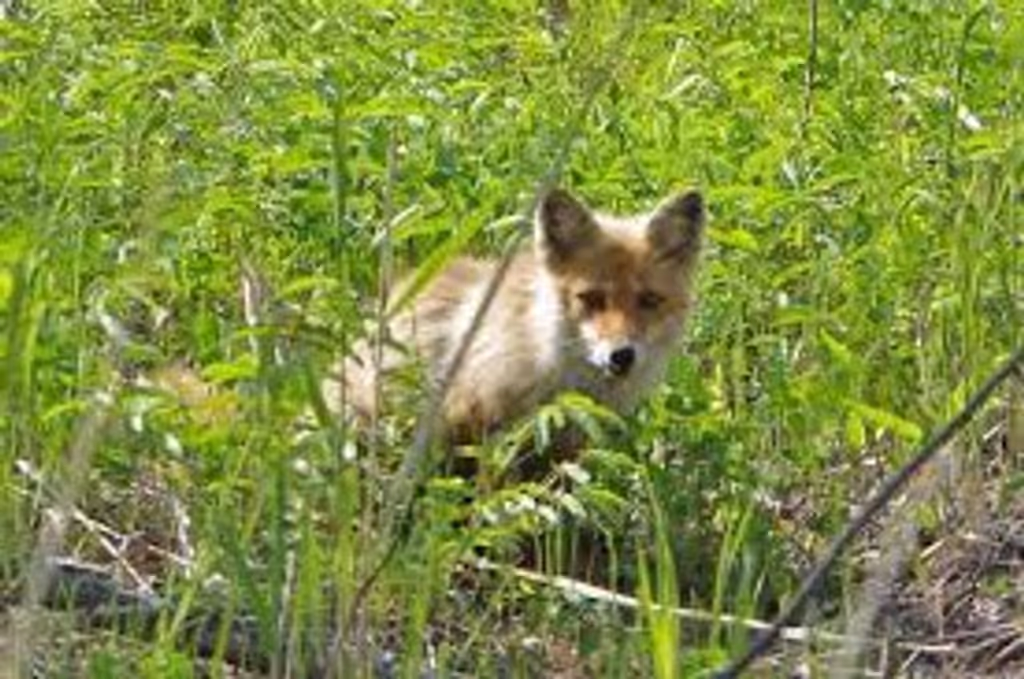 Hokkaido Private Tour - Red Fox
