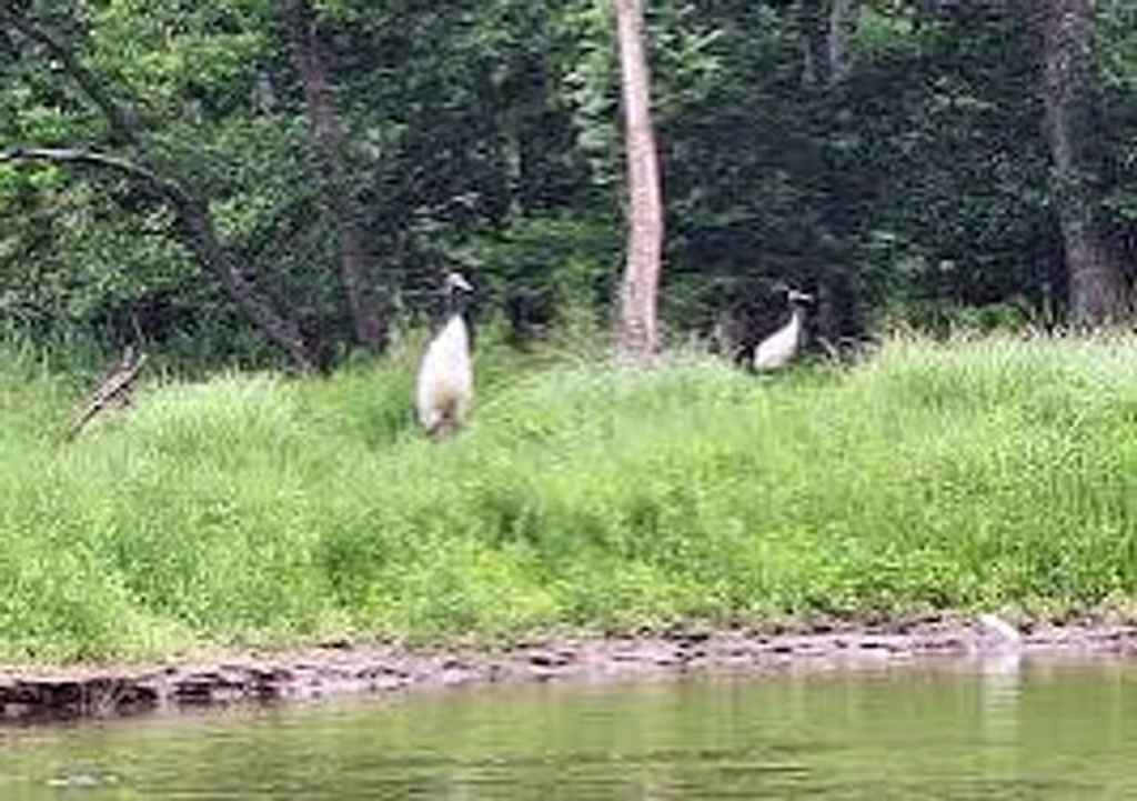 Hokkaido Private Tour - Tancho Crane