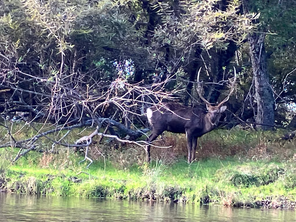Hokkaido Private Tour - Ezo Shika Deer