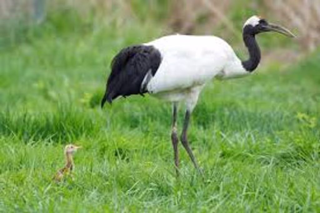 Hokkaido Private Tour - Tancho Crtane with a chick