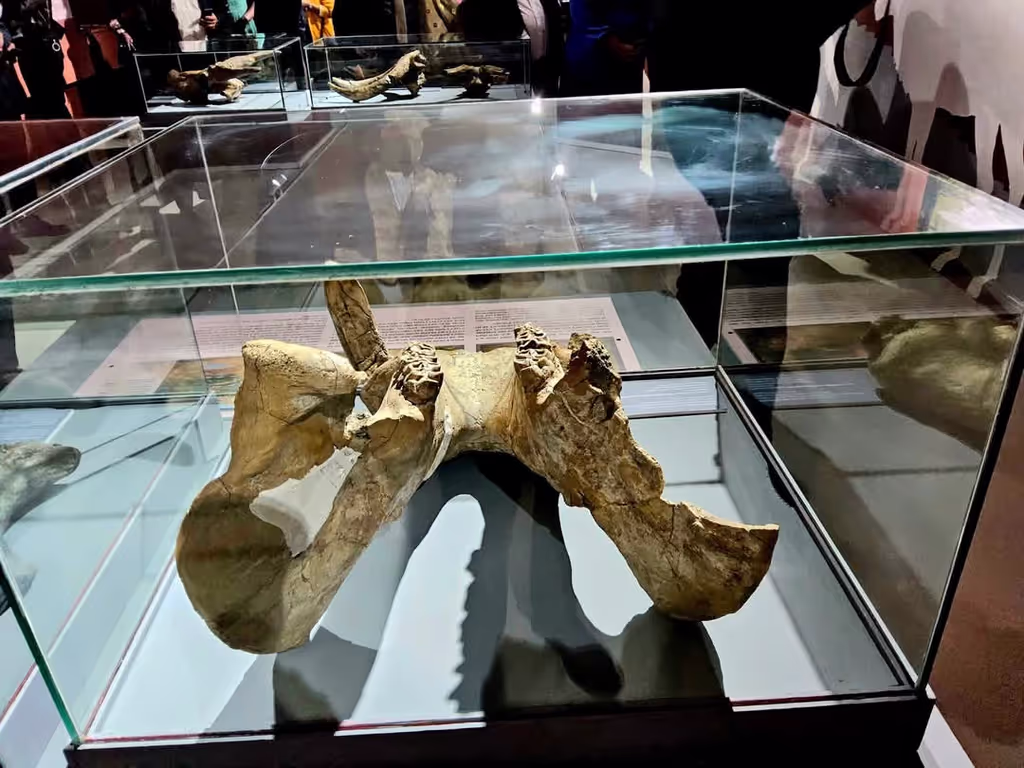 Addis Ababa Private Tour - Ancient human skeleton