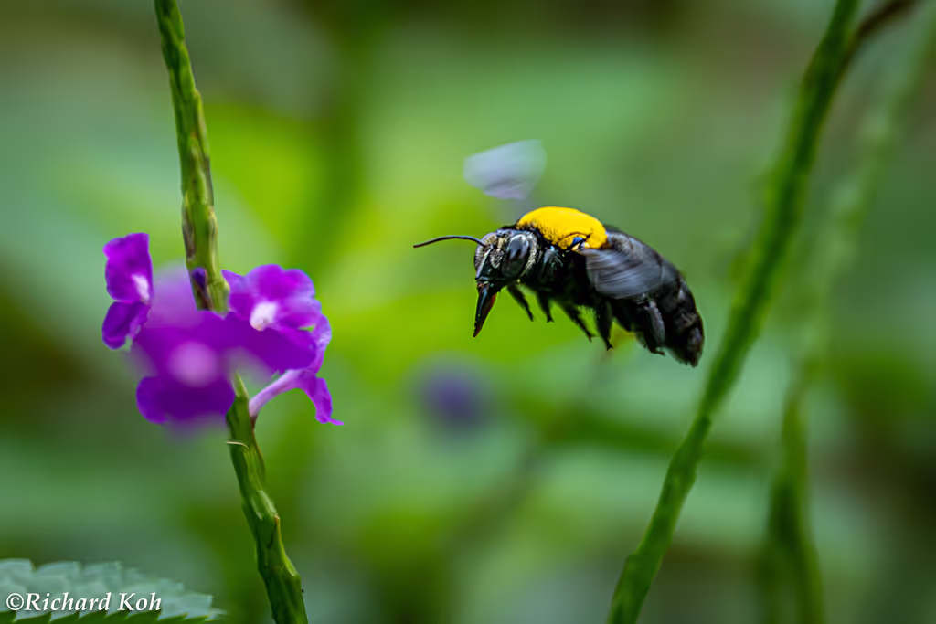 Singapore Private Tour - Carpenter Bee