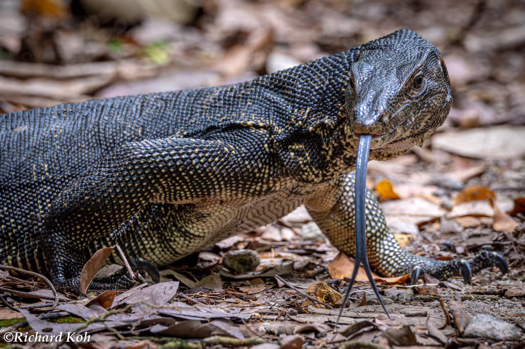 Singapore Private Tour - Malayan Water Monitor Lizard