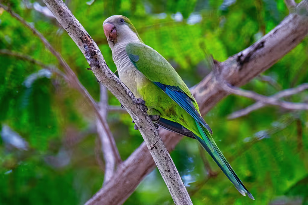 Singapore Private Tour - Monk Parakeet