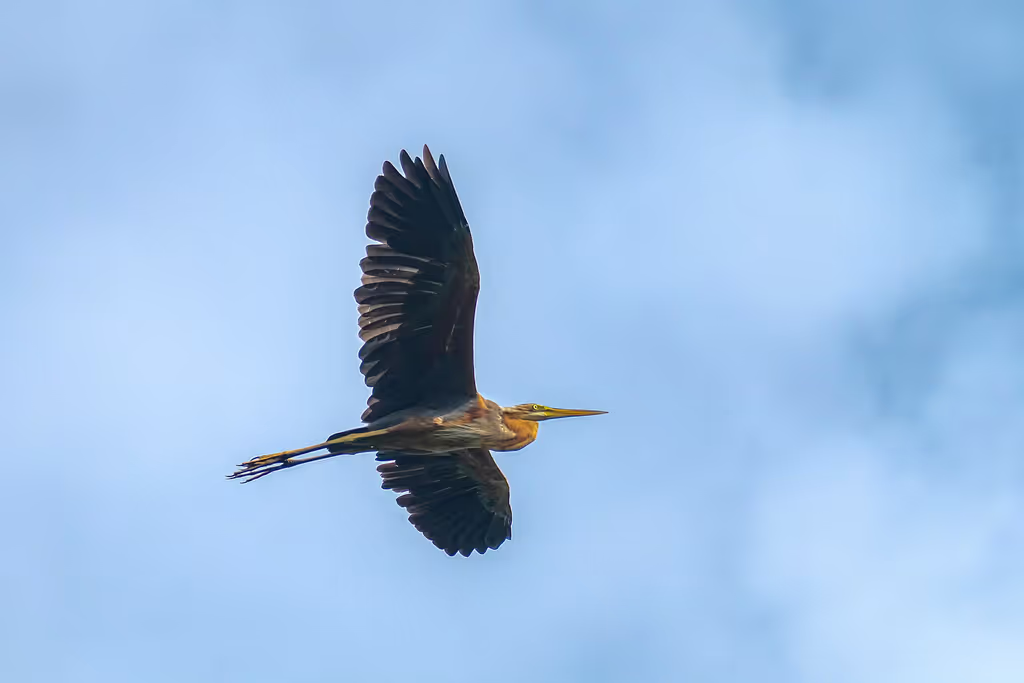 Singapore Private Tour - Purple Heron in flight