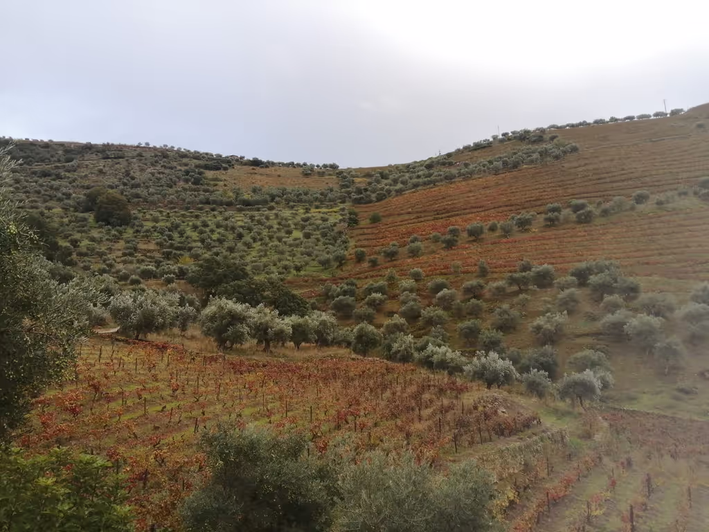 Porto Private Tour - Awesome colors