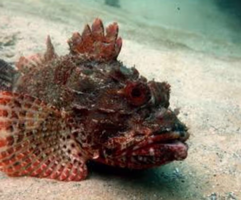 East Kalimantan Private Tour - Scorpio fish 
