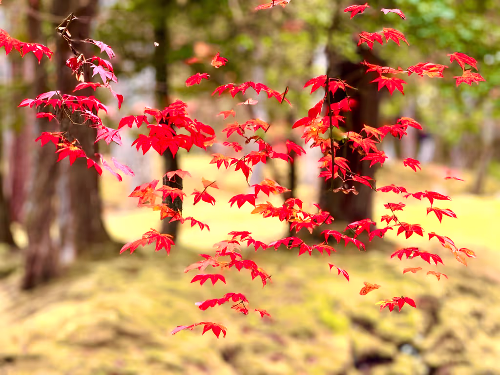 Kyoto Private Tour - Foliage in Saga