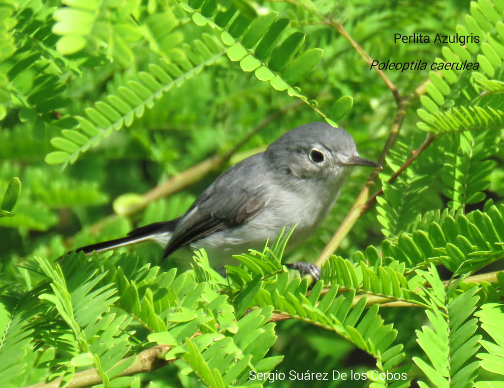 Cozumel Private Tour - Polioptila cerulea; White-lored Gnatcacer; Perlita Azulgris; Catrantzi