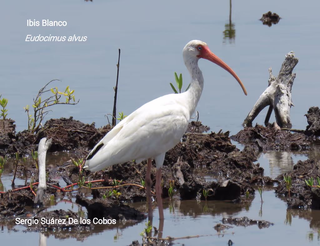 Cozumel Private Tour - Eudocimus albus; White Ibis; Ibis blanco; Koko