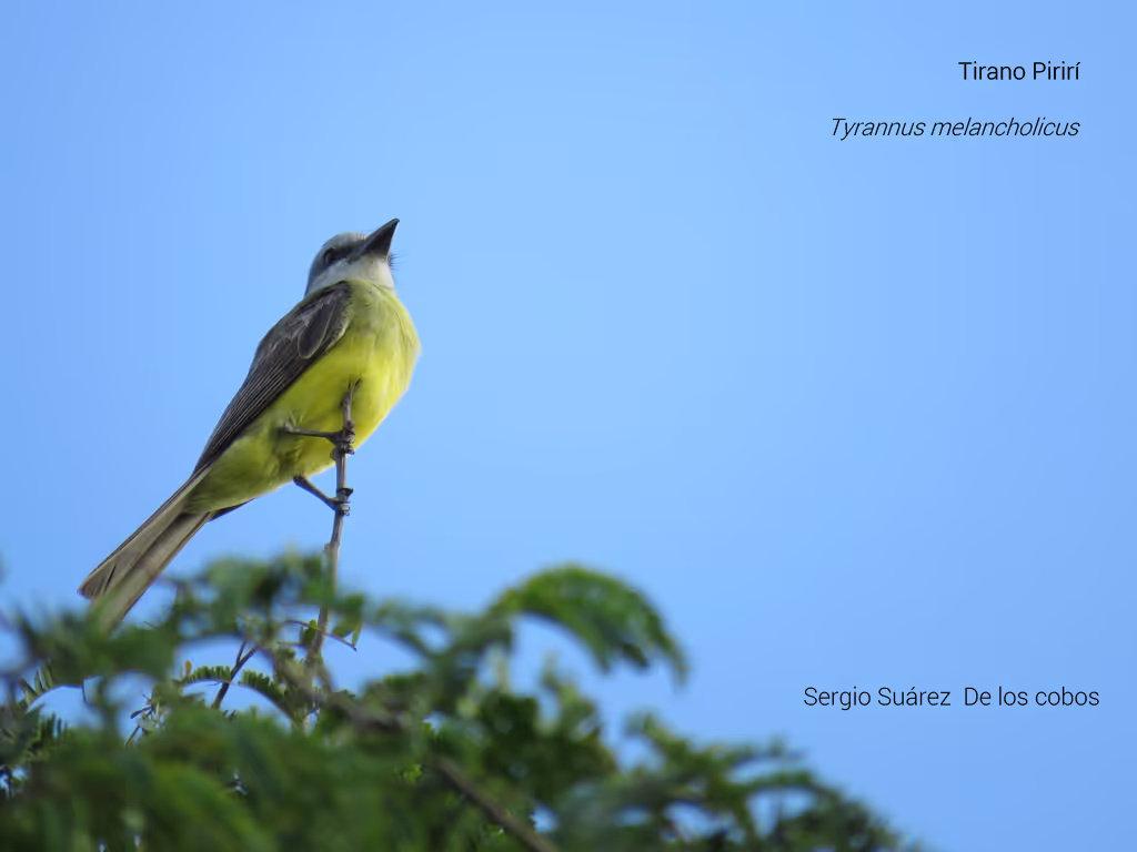 Cozumel Private Tour - Tyrannus melancholicus, Tropical Kingbird; Tirano Pirirí; X takay