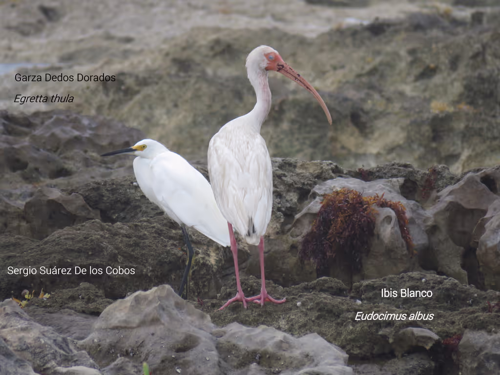 Cozumel Private Tour - Eudocimus albus; White Ibis; Ibis blanco; Koko