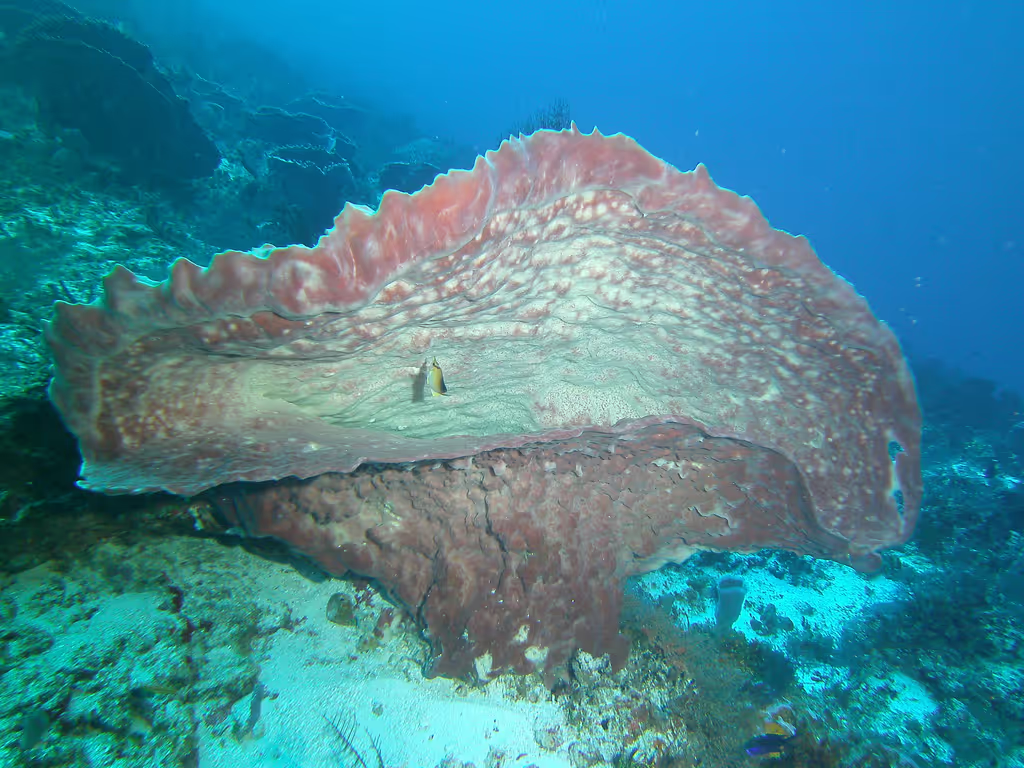 Cozumel Private Tour - null