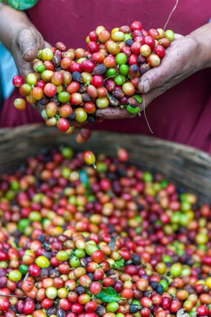 Moshi Private Tour - Coffee Tour and Coffee Process