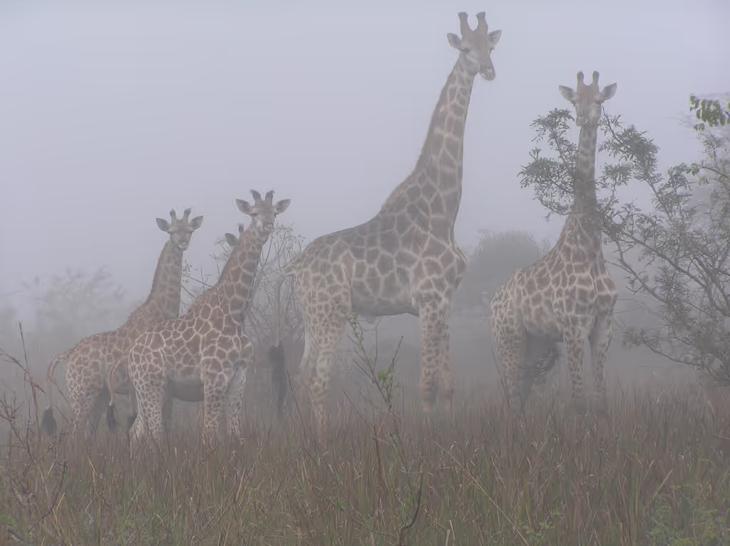 Maputo Private Tour - Giraffes
