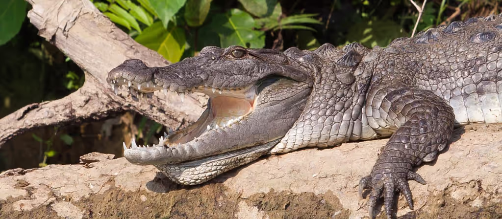 Kathmandu Private Tour - Chitwan national park