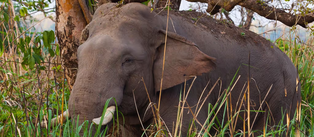 Kathmandu Private Tour - Chitwan national park