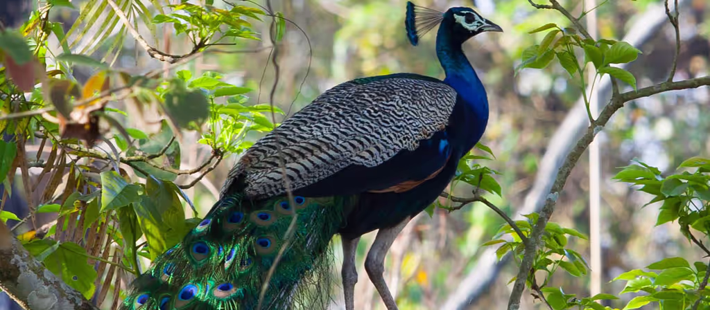 Kathmandu Private Tour - Chitwan national park