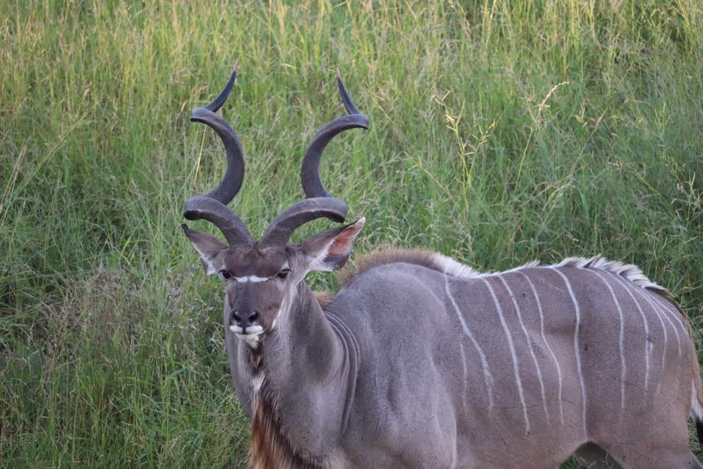 Maputo Private Tour - Kudo